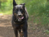 Cani Cadence