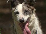 Cani Cadence