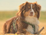 Cani Cadence