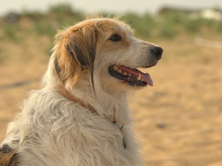 Cani Cadence