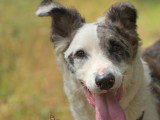 Cani Cadence