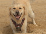 Cani Cadence