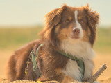 Cani Cadence