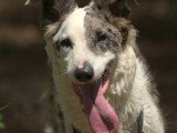 Cani Cadence