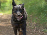 Cani Cadence