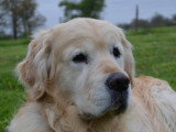 Maï Educ Canin