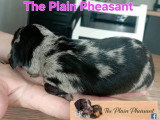 The Plain Pheasant