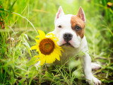 Séance photo chien et tournesol - Québec