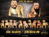 Art du Bully