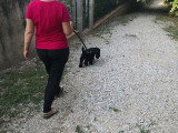 L'Or Animalier