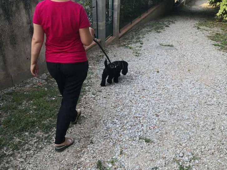 L'Or Animalier