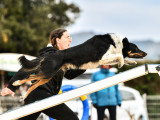 Happy Dog School