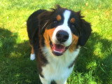 Tro'Canin