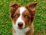 Tro'Canin