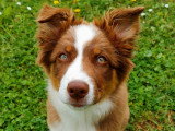 Tro'Canin