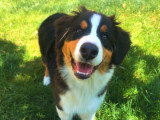 Tro'Canin