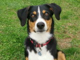 Tro'Canin
