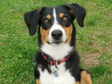 Tro'Canin