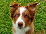 Tro'Canin
