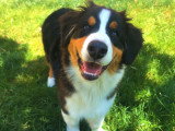 Tro'Canin