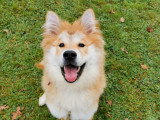 Tro'Canin