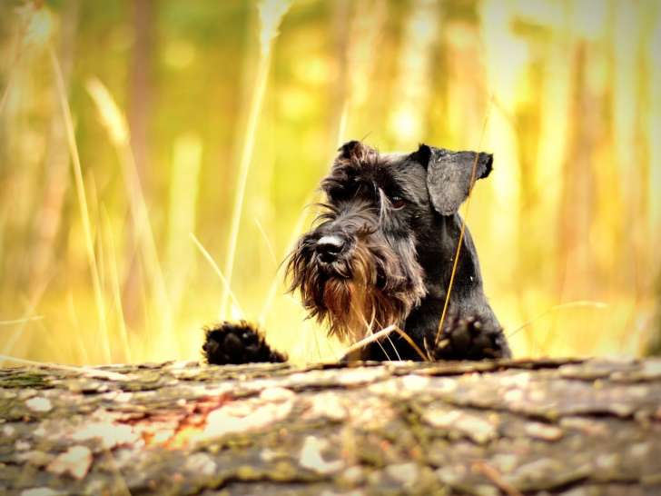 Apprentis Sages Canins