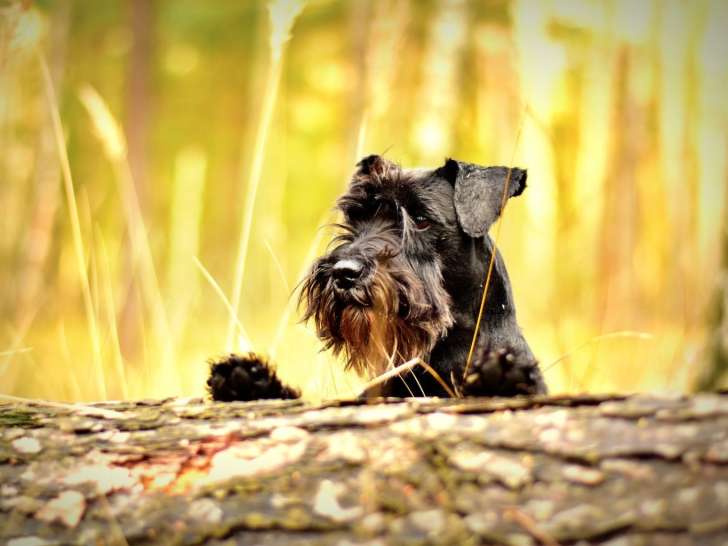 Apprentis Sages Canins