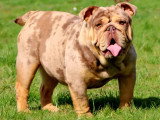 Art du Bully