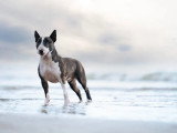 La Folie Animale