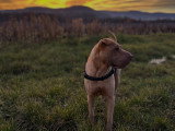 MP Canina