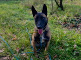 MP Canina