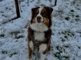 MP Canina