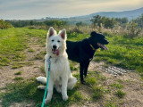 MP Canina