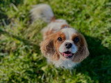MP Canina