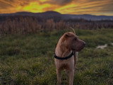 MP Canina