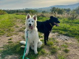 MP Canina