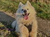 MP Canina