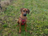 MP Canina