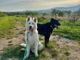 MP Canina