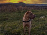 MP Canina