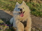 MP Canina