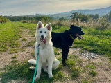 MP Canina
