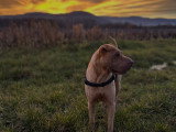 MP Canina