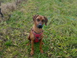 MP Canina