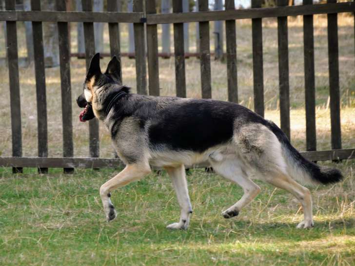 Bark to Basic