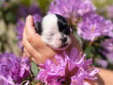 L’Amour des Chichis