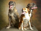 Centre Canin Le Brin de Folie d'Easy (BFE)