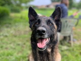 Centre Canin Le Brin de Folie d'Easy (BFE)