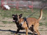 Centre Canin Le Brin de Folie d'Easy (BFE)