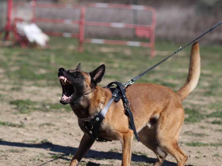 Centre Canin Le Brin de Folie d'Easy (BFE)